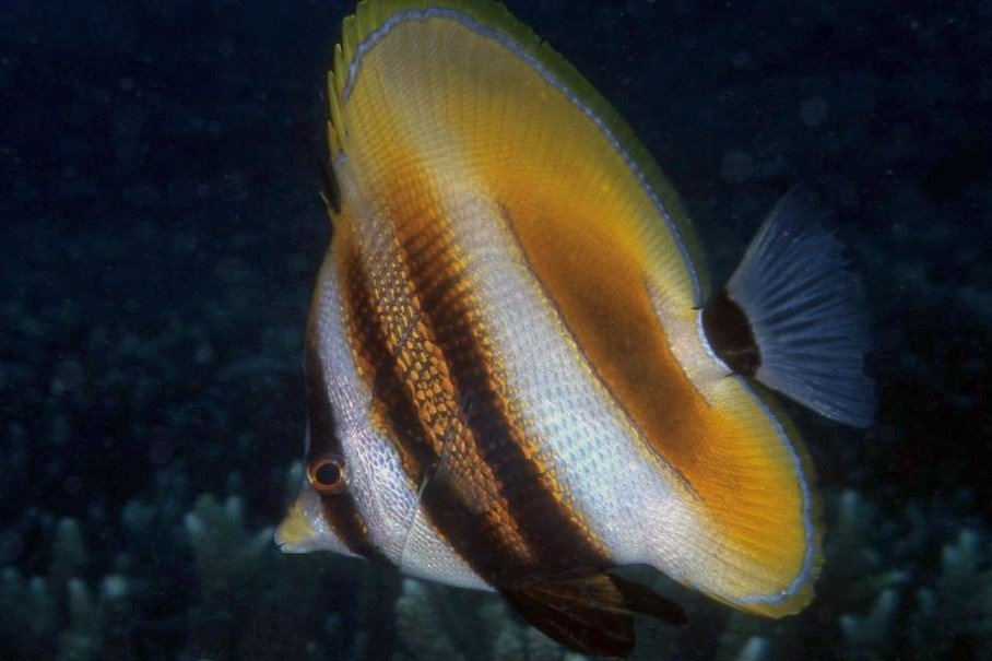 Highfin coradion