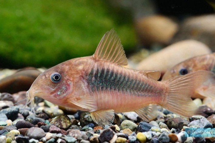 Corydoras aeneus