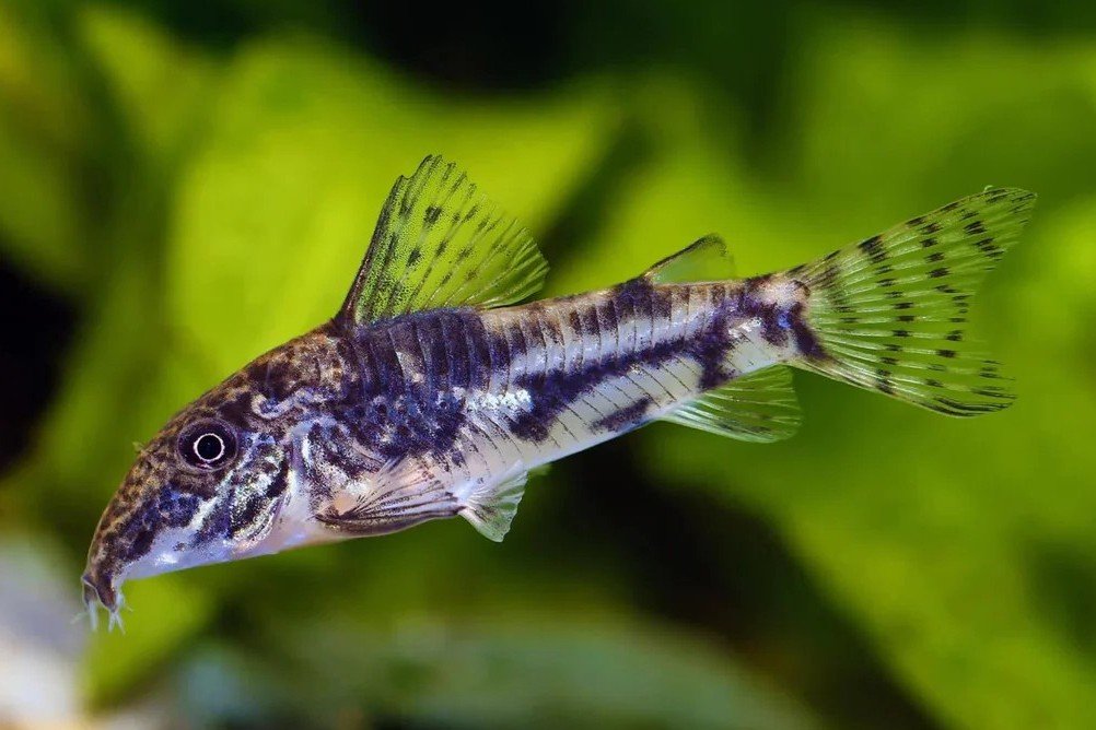 Corydoras barbatus