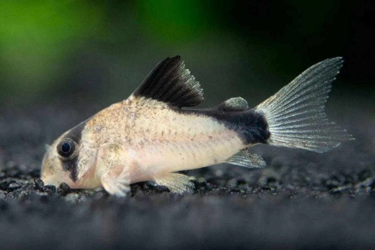 Corydoras metae
