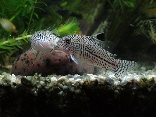 Corydoras julii