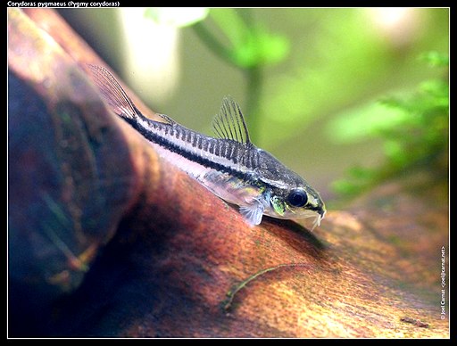 Corydoras pygmaeus