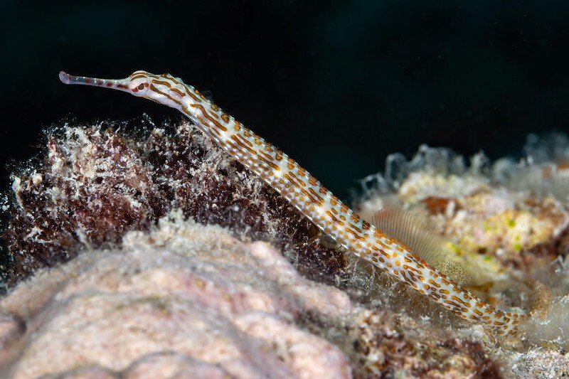 Banded pipefish
