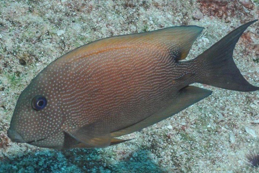 Twospot surgeonfish