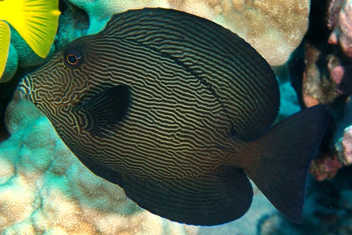 Chevron tang