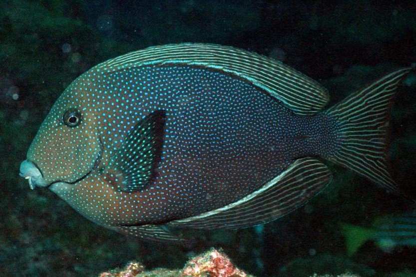 Striped-fin surgeonfish