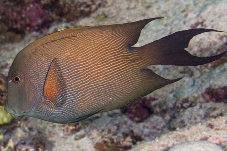 Striated surgeonfish