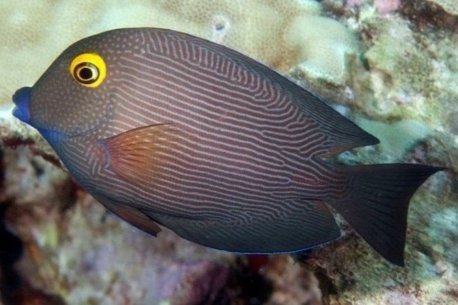 Spotted surgeonfish