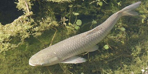 Ctenopharyngodon idella