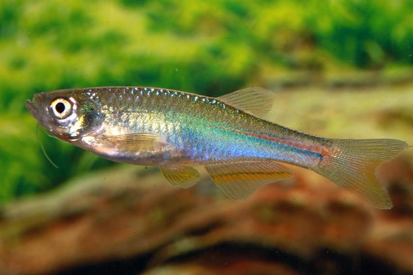 Danio albolineatus