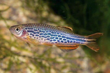 Danio frankei