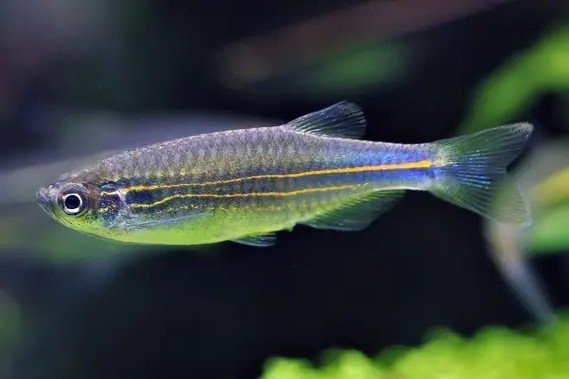 Danio kerri