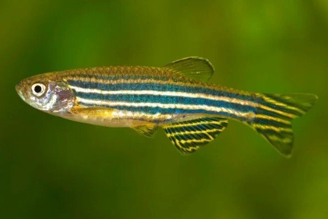 Danio rerio