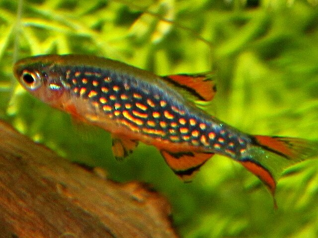 Danio margaritatus