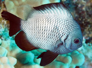 Hawaiian damselfish