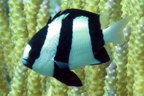Whitetail dascyllus