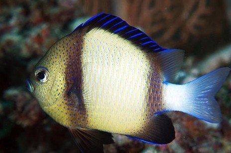 Indian damselfish