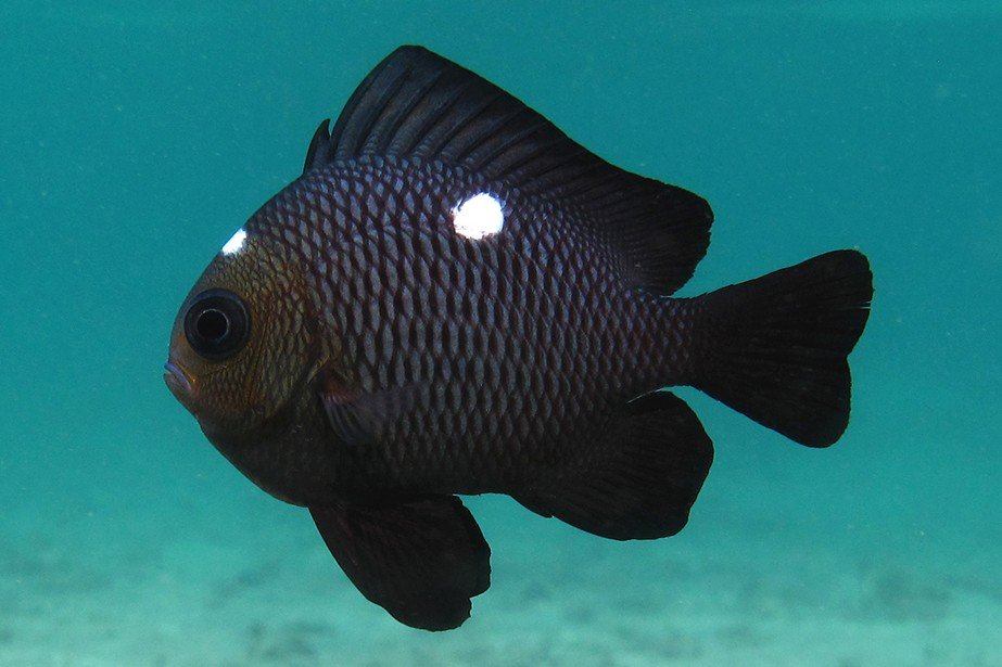 Threespot dascyllus