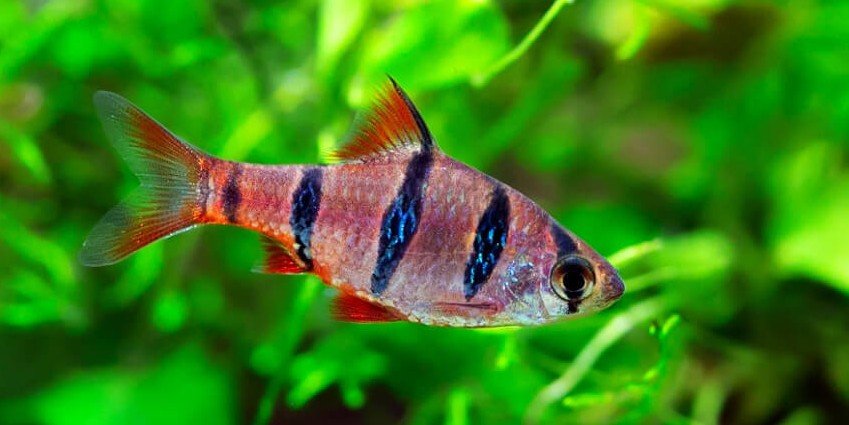 Desmopuntius pentazona