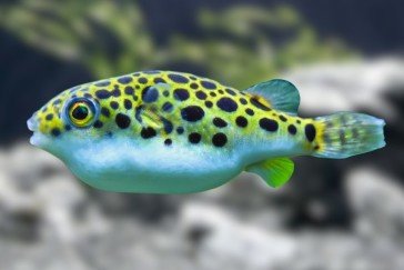 Green spotted puffer