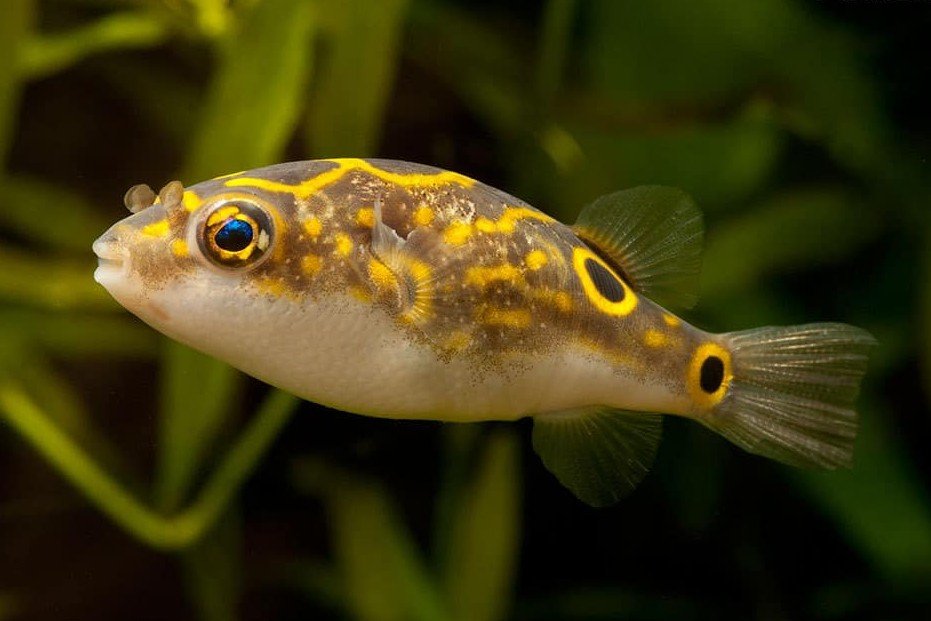 Eyespot puffer