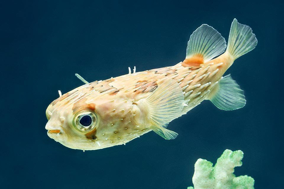 Long-spined porcupinefish