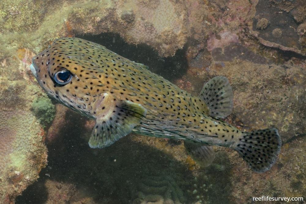 Porcupinefish