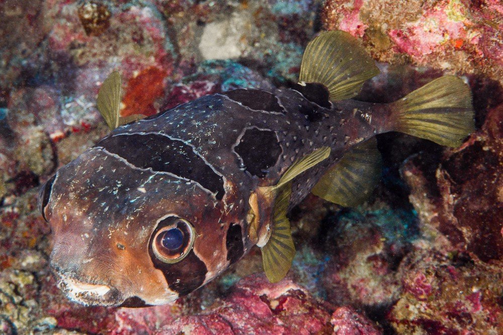Black-spotted porcupinefish