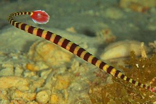 Banded pipefish