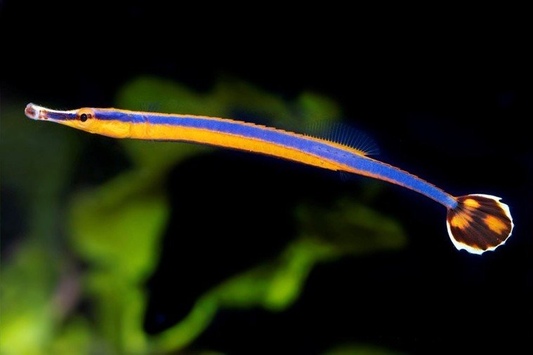 Blue-striped pipefish