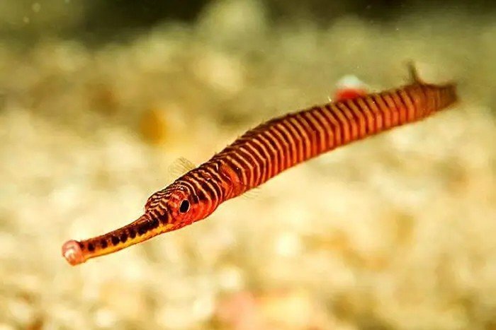 Ringed pipefish