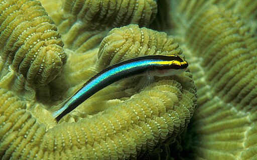 Elacatinus oceanops