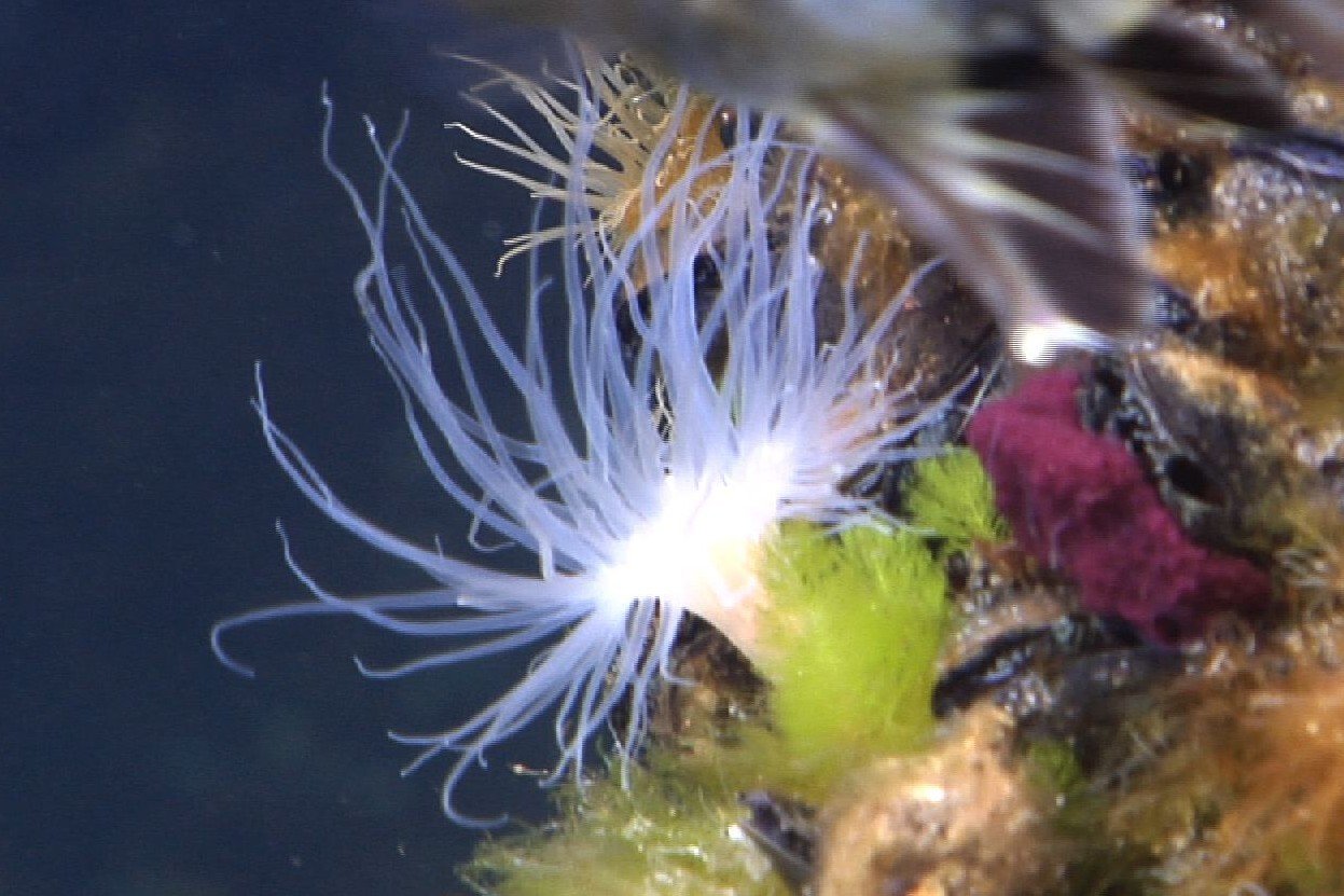 White sea anemone