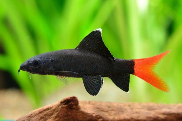 Epalzeorhynchos bicolor