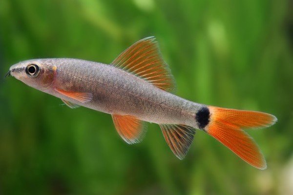 epalzeorhynchos frenatum