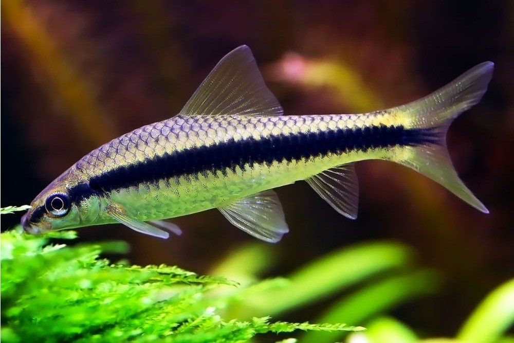 Epalzeorhynchos siamensis