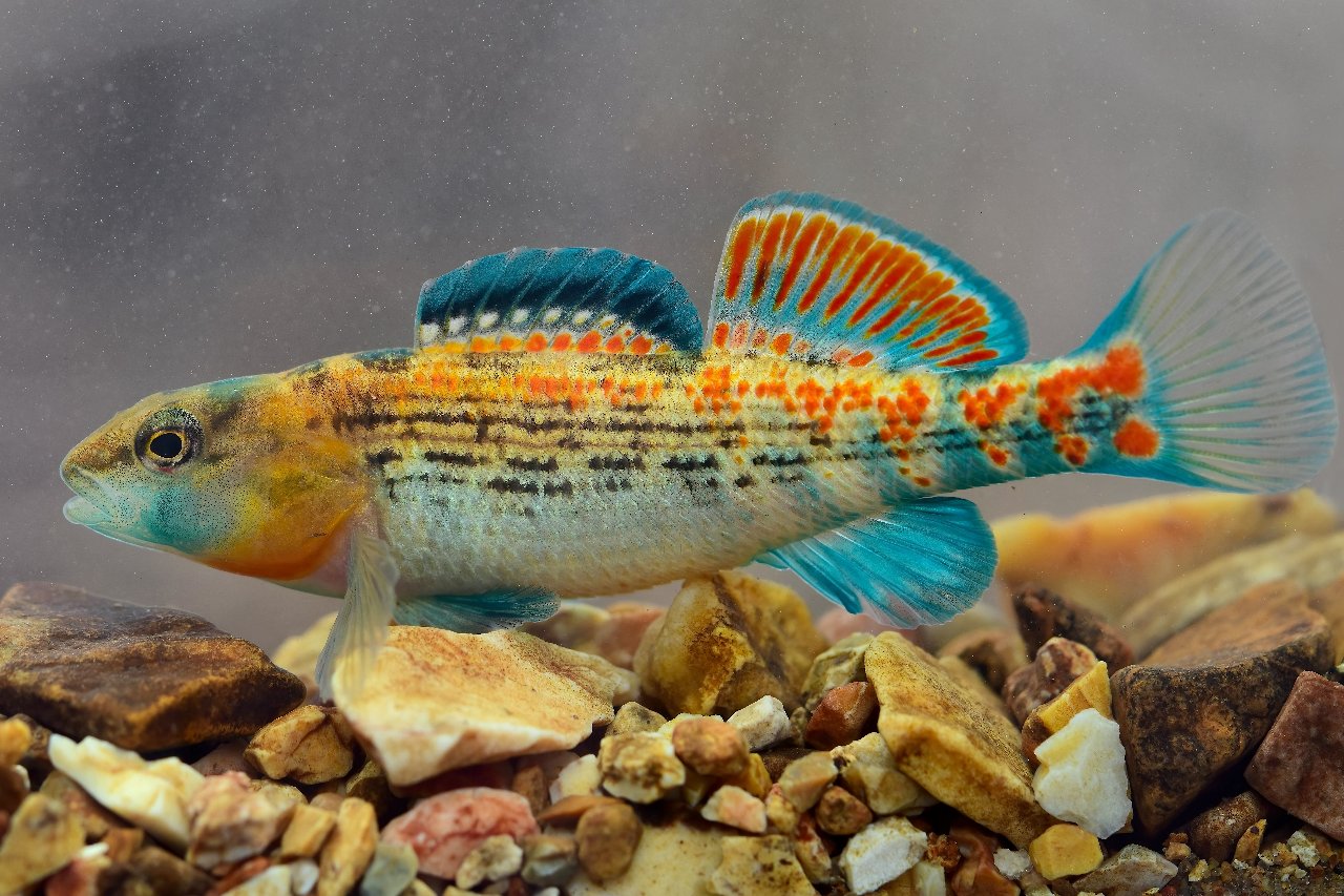 Orangethroat darter