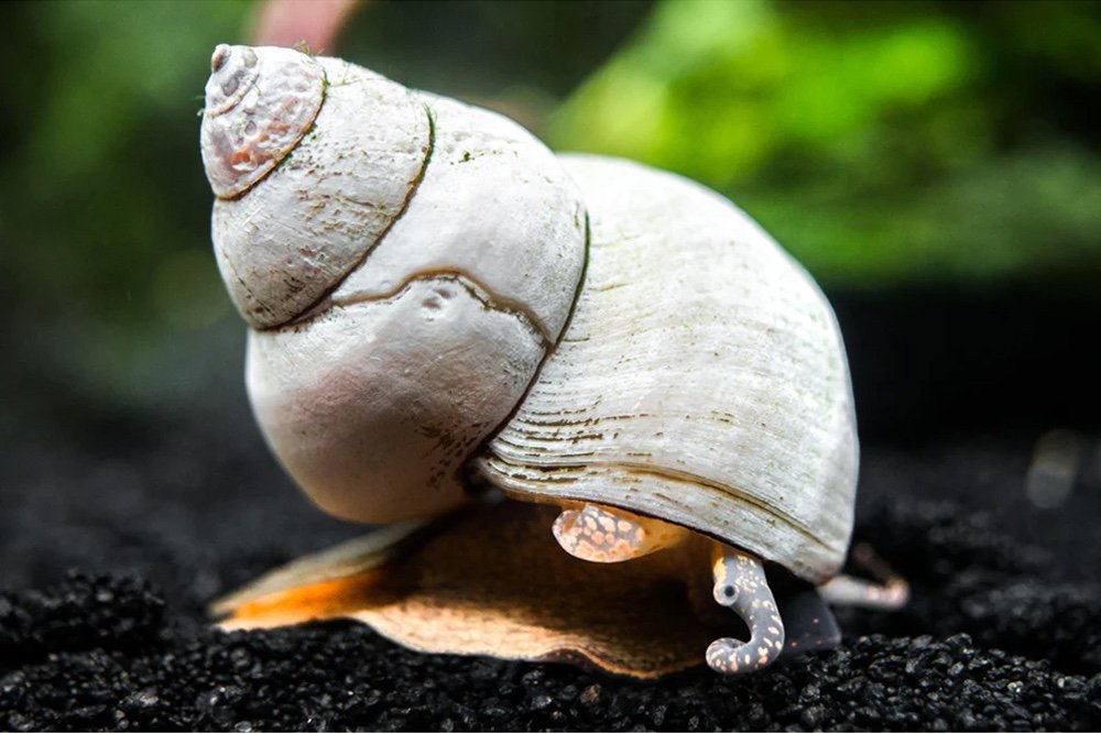 White wizard snail