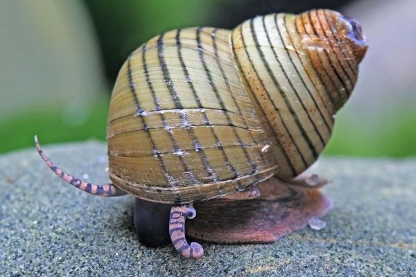 Sumatra viviparid snail