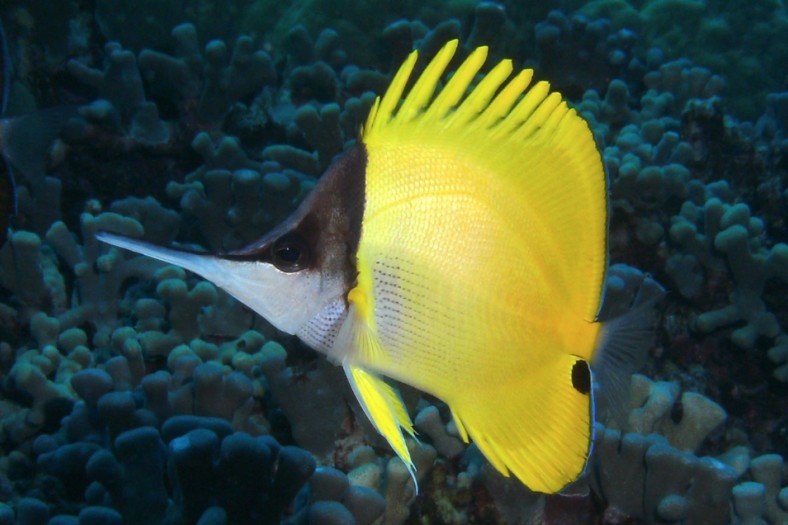 Longnose butterflyfish