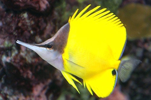 Cenderawasih longnose butterflyfish