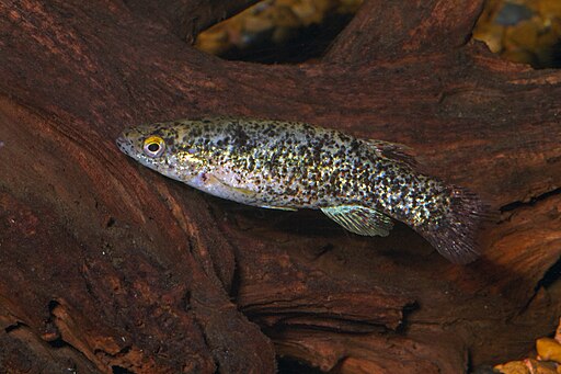 Fundulus chrysotus