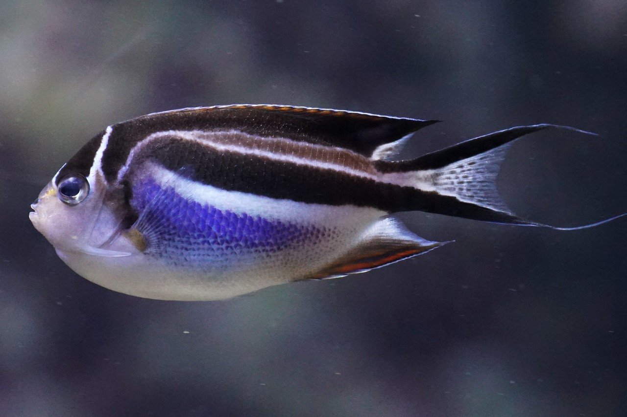 Bellus angelfish