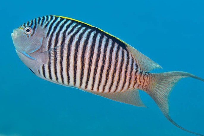 Zebra angelfish