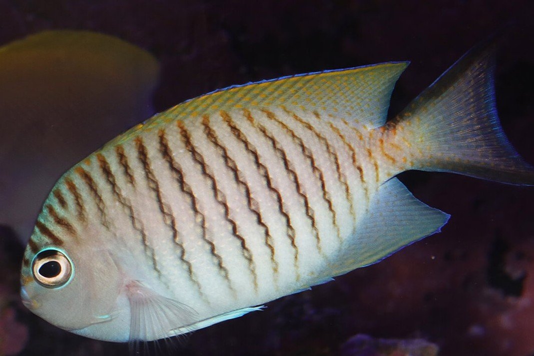Spotbreast angelfish