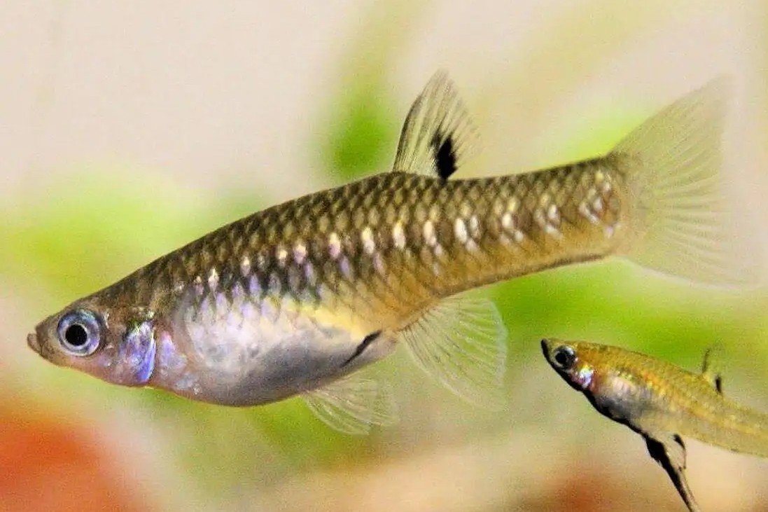 Girardinus metallicus