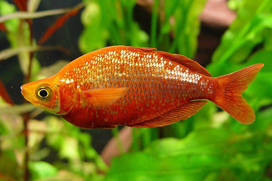 Glossolepis incisus