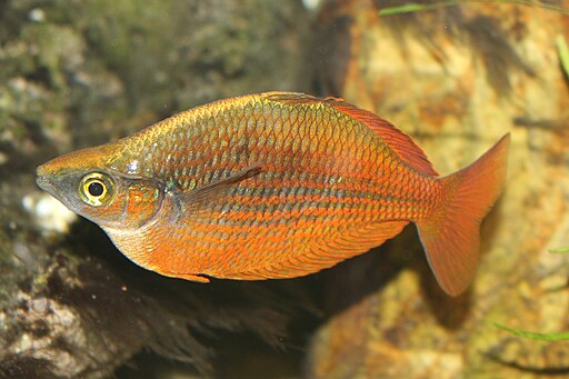 Glossolepis incisus