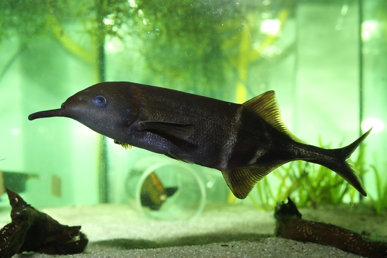 Gnathonemus barbatus