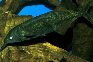 Longnose Stonebasher
